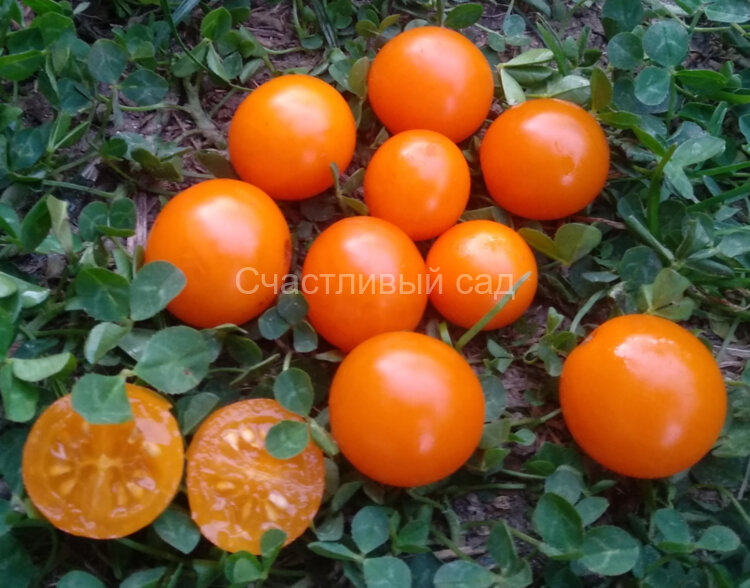 Sungold Select Sungold Select