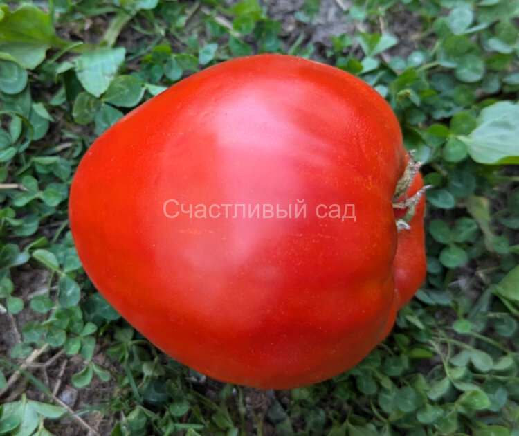 Гномьи шляпки (Dwarf's Hats) Гномьи шляпки (Dwarf's Hats)