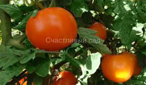 Реликвия из Уссурийска Реликвия из Уссурийска