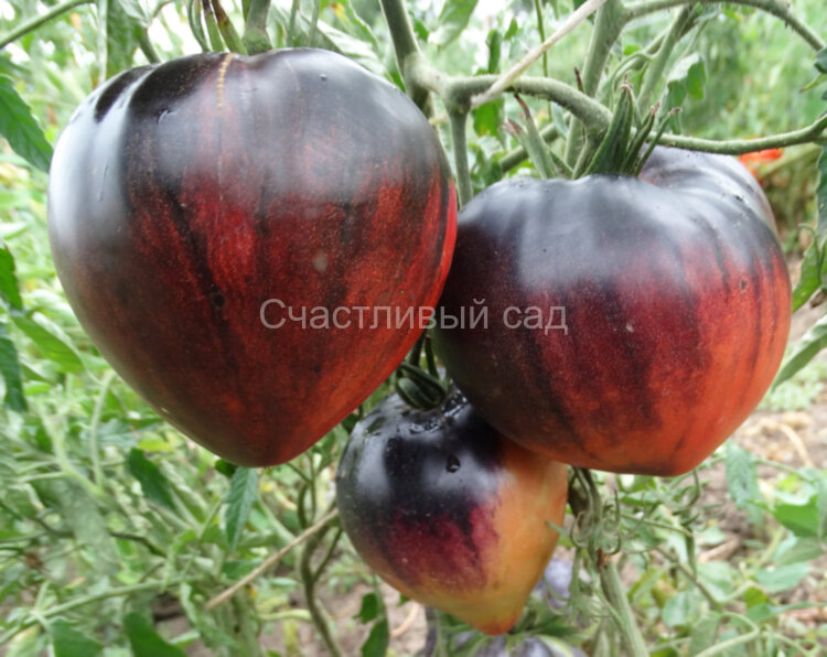 Sgt. Pepper's (Сержант Пеппер) Sgt. Pepper's (Сержант Пеппер)