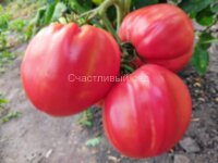 Costoluto Colli Euganei (Ребристый Эуганских холмов)