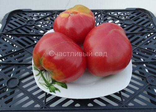 Обильный Маслова Обильный Маслова