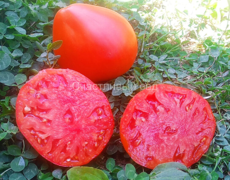 Lescana Heart (Сердце Лескана) Lescana Heart (Сердце Лескана)