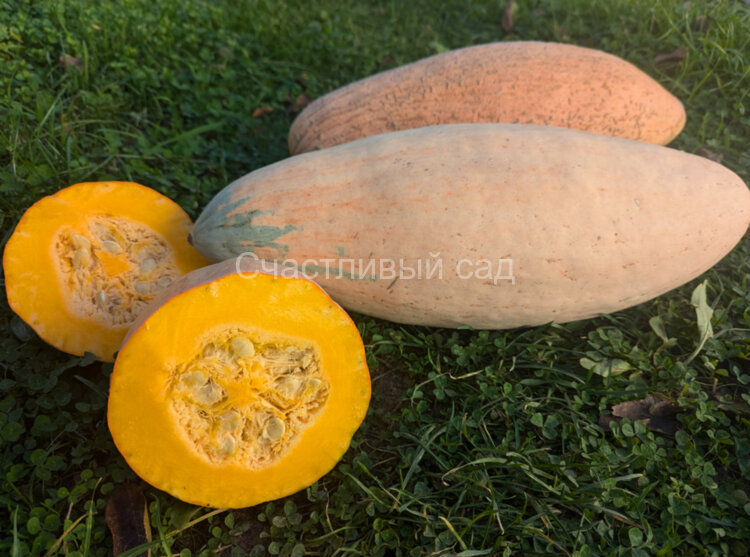Тыква Джамбо Пинк Банана (Pink Jumbo banana) Тыква Джамбо Пинк Банана (Pink Jumbo banana)