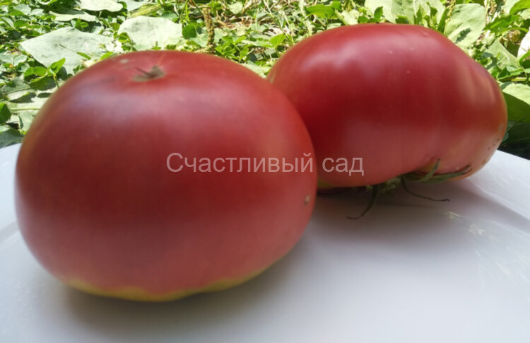 Бычий лоб минусинский Бычий лоб минусинский