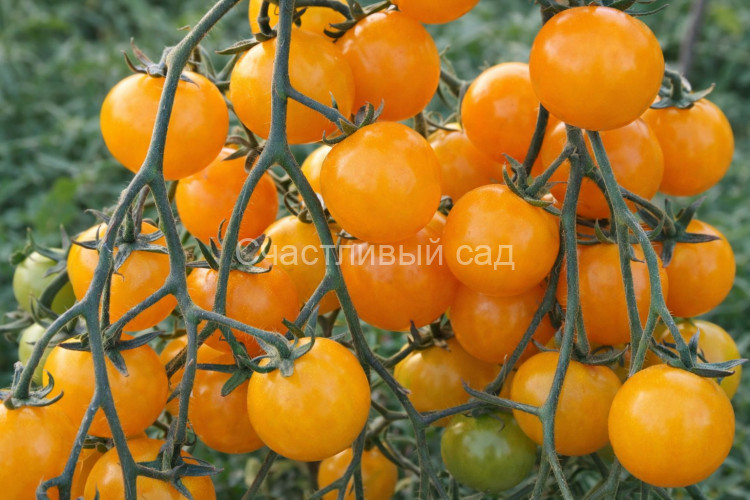 Золотой Алатау Золотой Алатау
