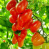 Datterini red (Даттерини красные) Datterini red (Даттерини красные)