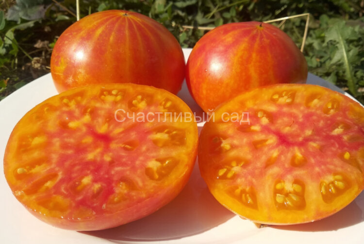 Sink's Striped (Полосатый Синка, Полосатая раковина) Sink's Striped (Полосатый Синка, Полосатая раковина)