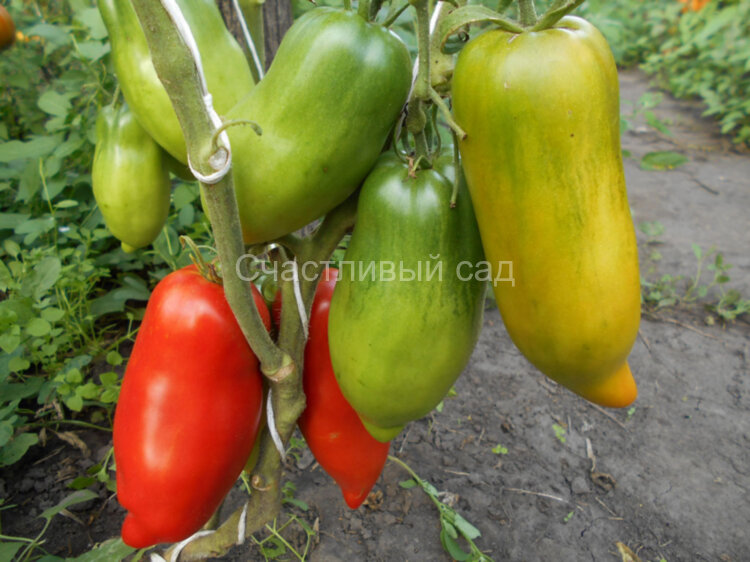 Hog Heart (Сердце борова) Hog Heart (Сердце борова)