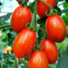 Datterini nero (Даттерини черный) Datterini nero (Даттерини черный)