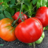 Marmande Garnier Rouge Big Marmande Garnier Rouge Big