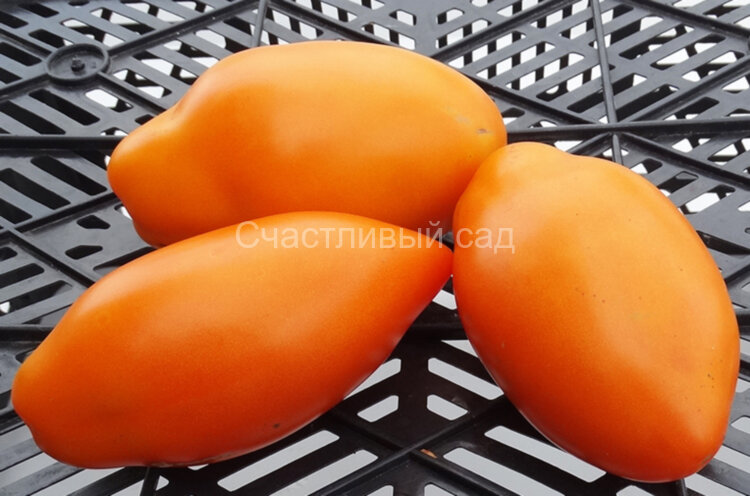 Golden Tooth (Золотой клык) Golden Tooth (Золотой клык)