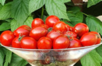 Black Centiflor (Чёрный Сентифлор) (Тип мультифлора)