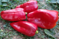 Перец Маринкин язычок