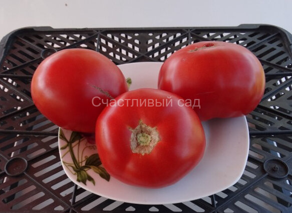 Топтыгин Топтыгин