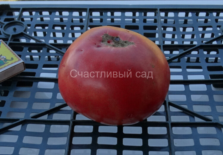 Розовый бугай Розовый бугай