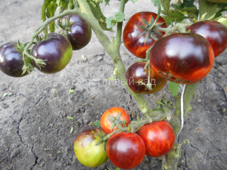 Antho Striped Dwarf (Гном Анто Полосатый) Antho Striped Dwarf (Гном Анто Полосатый)