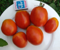 Канопус
