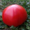 Gigante Farina (Гиганте Фарина)