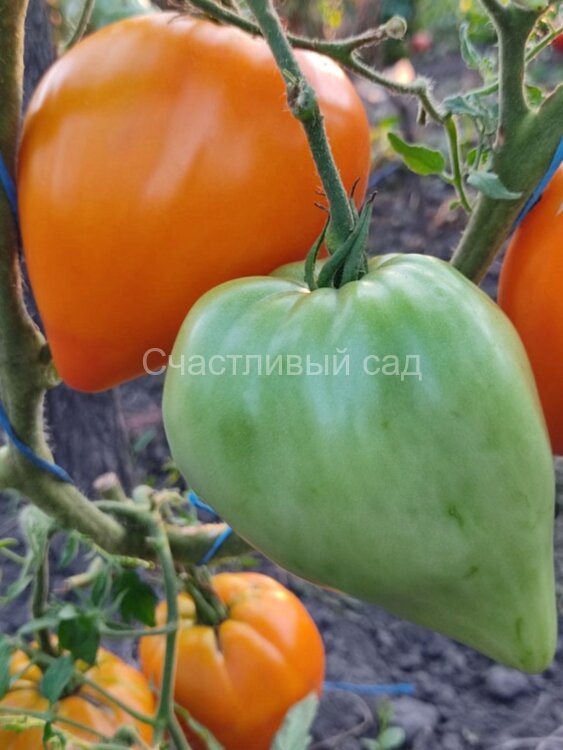 Ночная свеча Ночная свеча