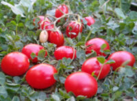 Swing ting grape (Суин Тинг Грейп)