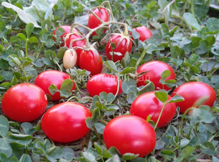 Swing ting grape (Суин Тинг Грейп) Swing ting grape (Суин Тинг Грейп)