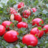 Swing ting grape (Суин Тинг Грейп) Swing ting grape (Суин Тинг Грейп)