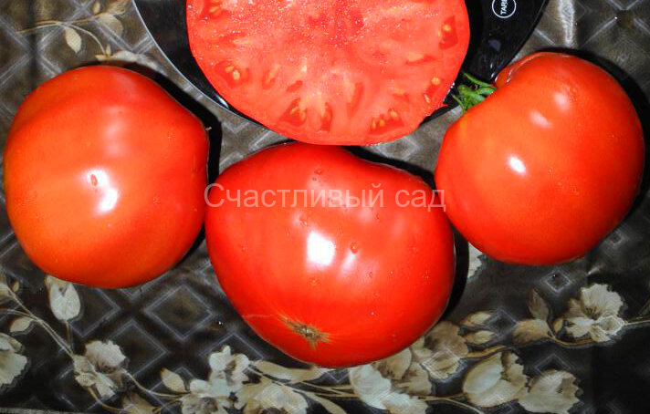 Грушанка минусинская Грушанка минусинская
