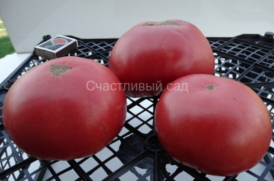 Сибирский великан розовый Сибирский великан розовый