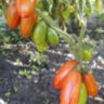 Marzano Fire (Огонь Марзано) Marzano Fire (Огонь Марзано)
