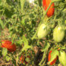 Marzano Fire (Огонь Марзано) Marzano Fire (Огонь Марзано)