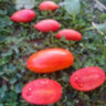 Marzano Fire (Огонь Марзано) Marzano Fire (Огонь Марзано)