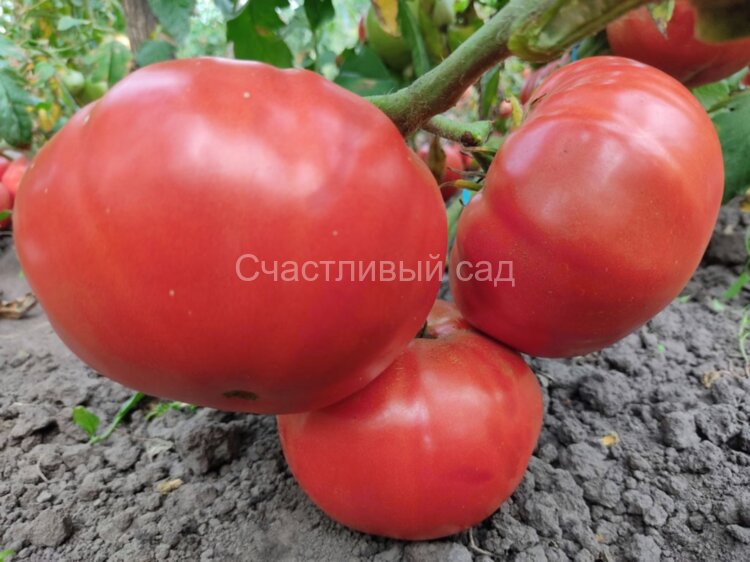 Geante De Hott (Жанте Де Хотт) Geante De Hott (Жанте Де Хотт)