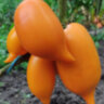 Orange Walk (Оранжевая Прогулка)