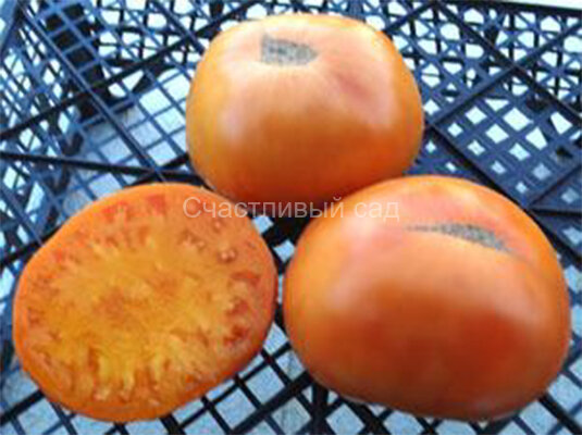 Apricot Brandywine (Абрикосовый Брэндивайн) 