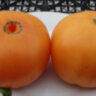 Apricot Brandywine (Абрикосовый Брэндивайн) 