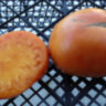 Apricot Brandywine (Абрикосовый Брэндивайн) 