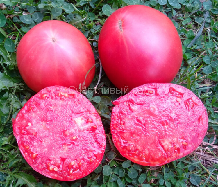 Karma Pink (Карма розовая) Karma Pink (Карма розовая)
