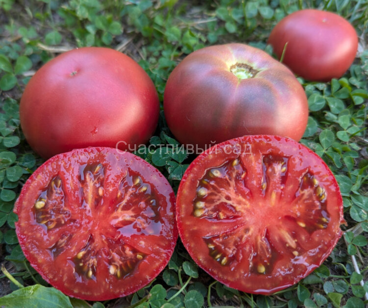 Boronia (Борония) Boronia (Борония)