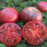 Boronia (Борония) Boronia (Борония)