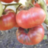 Boronia (Борония) Boronia (Борония)