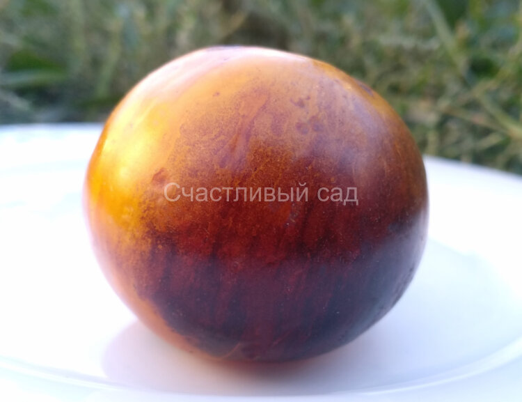 Новая галактика