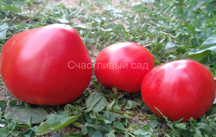 Coeur de Boeuf red (Сердце быка красное) Coeur de Boeuf red (Сердце быка красное)
