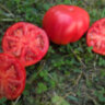 Fragola Della Garfagnana (Фрагола Делла Гарфаньяна, Клубника Гарфаньяна) Fragola Della Garfagnana (Фрагола Делла Гарфаньяна, Клубника Гарфаньяна)