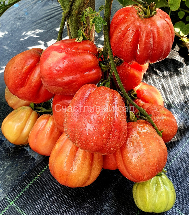 Fragola Della Garfagnana (Фрагола Делла Гарфаньяна, Клубника Гарфаньяна) Fragola Della Garfagnana (Фрагола Делла Гарфаньяна, Клубника Гарфаньяна)