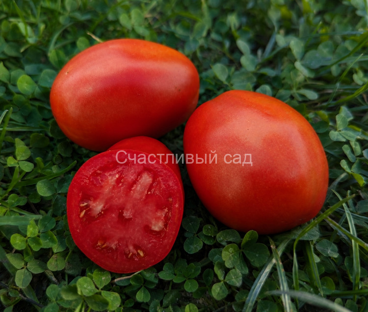 Bisignano Paste (Бисиньяно Пэйст) Bisignano Paste (Бисиньяно Пэйст)