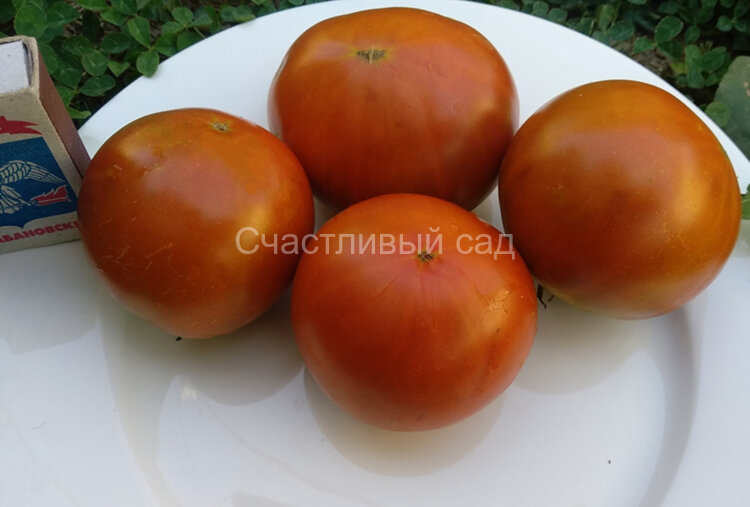 Brown № 9 Dwarf (Коричневый гном №9) Brown № 9 Dwarf (Коричневый гном №9)