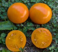 Dwarf Orange Pixie (Гном Оранжевый Пикси, Гном Оранжевый Эльф)