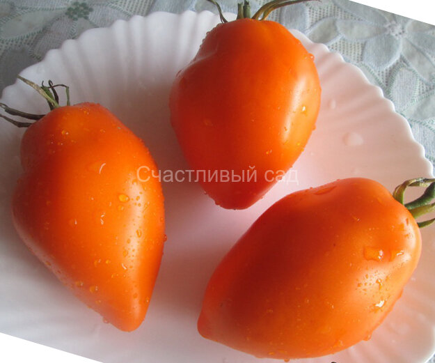 Calkutta (Калькутта) Calkutta (Калькутта)
