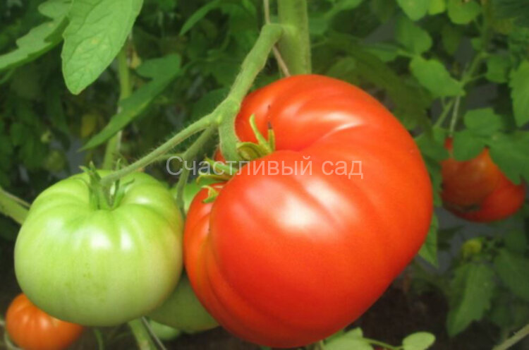 Коралловый Коралловый